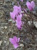 Wilde cyclaam op Aegina